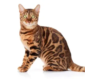 Bengal
