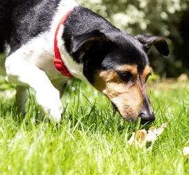 DOG BACKGROUND