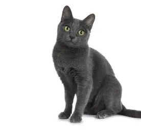 Korat