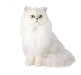 chinchilla
