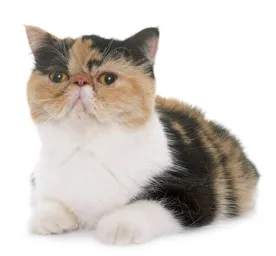 exotic shorthair