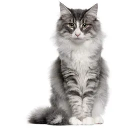 norwegian forest
