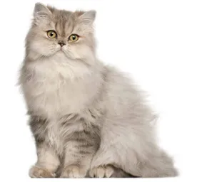 persian long hair