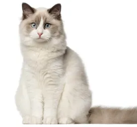 ragdoll