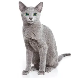 russian blue