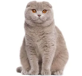 scottish fold