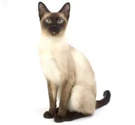 siamese