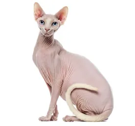 sphynx