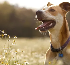 dog allergies