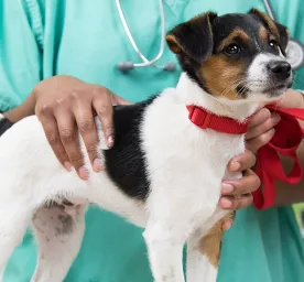 Puppy Vaccinations