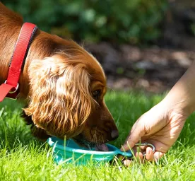 dog-nutrition-guide