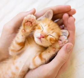 มือใหม่เตรียมพร้อม รับเลี้ยงลูกแมวตัวแรก