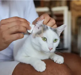ทำความสะอาดหูน้องแมว