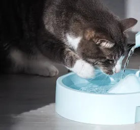 Cat Avoided Drinking Water
