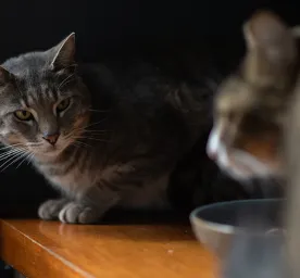 Cat Body Language Guidelines