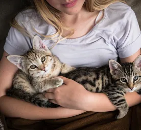 Cat Training Guide
