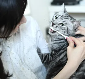 Cats Bad Breath
