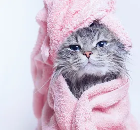 Cats Baths