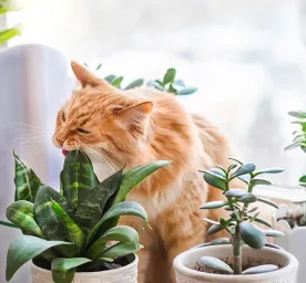 Cats Biting