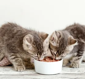 Cats Food Tips