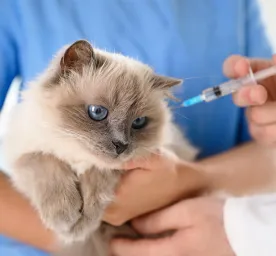 Cats Vaccination