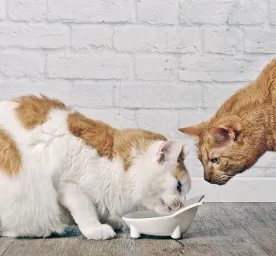 Choosing Cats' Food