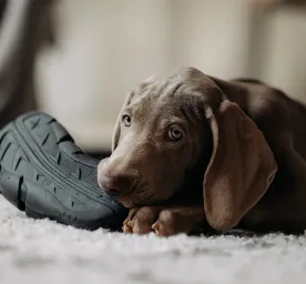 Destructive Chewing