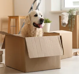 Dogs New House