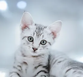 Eyes Problems in Cats