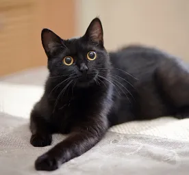 Facts About Cats