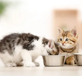 Feeding Cats and Kittens