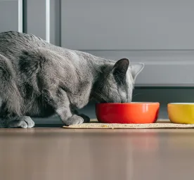 Healthy Cats