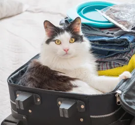 Holiday Place with Cats