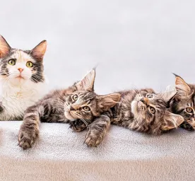 Kitten Behavior Development