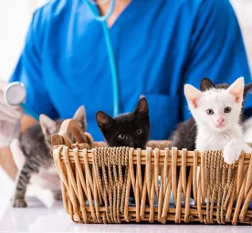 Kittens Diseases