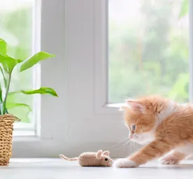 Kittens Healthy Care Tips