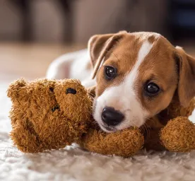 New Puppy Essentials.png