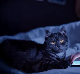 Night Active Cats