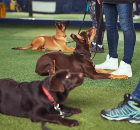 Obedience Training for Dogs