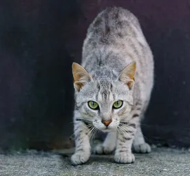 Rabies in Cats