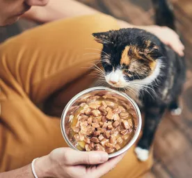 Refusing Cats Feeding Guide