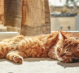 Skin Problems in Cats