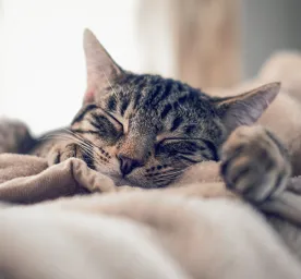 Sleep Habits