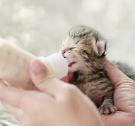 Take Care of an Orphaned Kitten