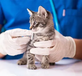 Top 3 Cats Diseases in Summer