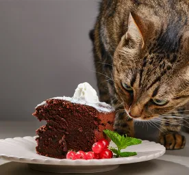 Toxic Food for Cats
