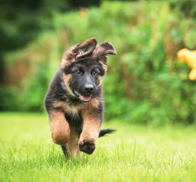 Training Healthy Puppies