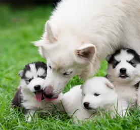Weaning of Puppies Guide