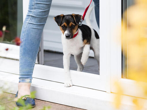 Dog going out on a lead