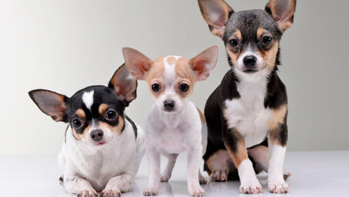 สุนัขสายพันธุ์ ชิวาวา (Chihuahua) | Purina